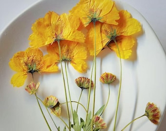 Pressed Cosmos Flowers: Colorful Resin Art, Cake Decor (12pcs)