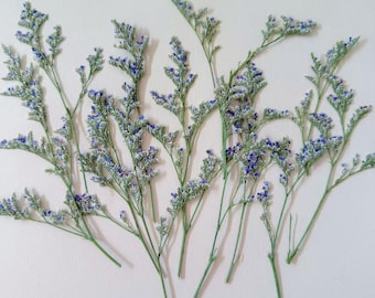 May include: Dried blue statice flowers with green stems are arranged on a white background. The delicate floral arrangement features multiple stems with small, clustered blue blossoms, perfect for crafting or decor.