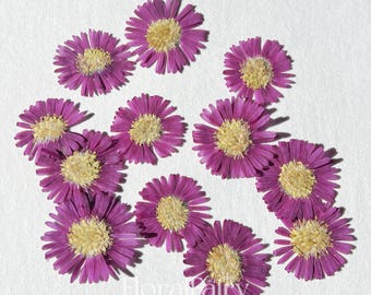 May include: A collection of ten dried pink flowers with yellow centers. The flowers are arranged in a circular pattern on a white background.