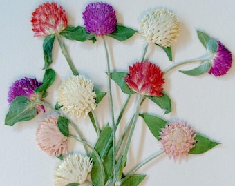 Può includere: Una collezione di fiori di amaranto globoso essiccati nei toni del rosso, viola, rosa e crema, con foglie verdi. I fiori sono disposti su uno sfondo bianco, mettendo in risalto i loro colori vivaci e le delicate trame. Un tema botanico.