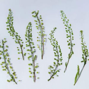 May include: Dried green stems with small, round seed pods arranged on a white background. The stems vary in length and curve in different directions. The seed pods are a light green color.