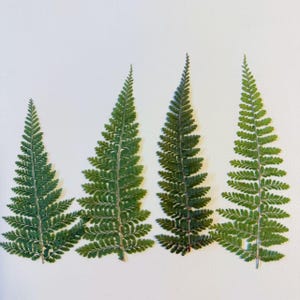 May include: Four green fern fronds arranged horizontally against a white background. The fronds vary in size, with intricate, delicate leaf patterns. The leaves are a vibrant green, showcasing the natural details of the plant.