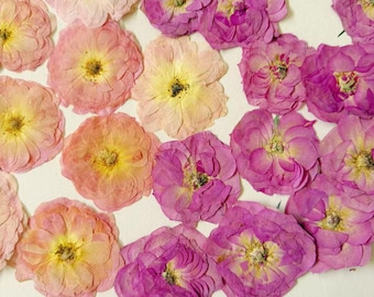 May include: An overhead shot displays a collection of dried rose blossoms. The flowers vary in color, with shades of pink, peach, and purple. The petals are delicate and layered, with yellow centers. The arrangement is scattered across a white surface.