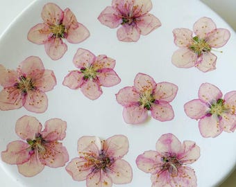 Pressed Pink Sakura Flowers for Cake Decoration, Resin Art Supplies 12pcs
