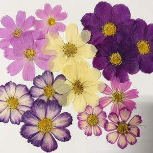 Può includere: Una collezione di fiori di cosmea pressati in vari colori, tra cui viola, rosa e giallo. I fiori hanno petali delicati e centri gialli, disposti su una superficie bianca. Questi fiori secchi sono ideali per progetti di artigianato e decorativi.