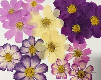 Pressed Cosmos Flowers: Colorful Resin Art Craft Supplies 12 PCS