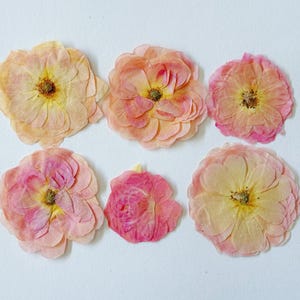 May include: Six dried rose blossoms in shades of pink, peach, and yellow are arranged on a white surface. The petals are delicate and layered, with visible textures and details. The flowers vary slightly in size and color intensity.
