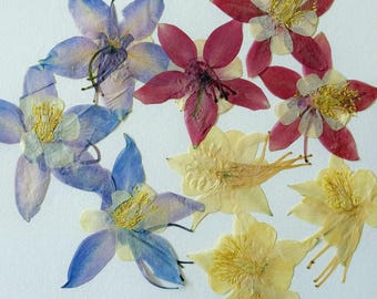 Pressed Dried Columbine Flowers for Card making, Wedding Deco, Resin Art Supplies 12pcs