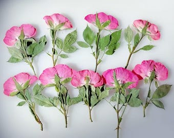 Rosas secas prensadas: materiales para manualidades con resina y decoración de pasteles (12 unidades)