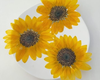 Dried pressed big sunflowers: Resin Art, Framed Deco, 2pcs 8-10cm
