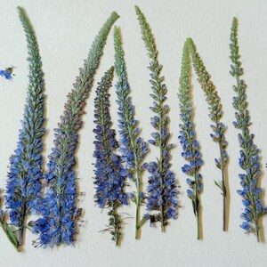 May include: Close-up of several dried blue and green flowers, arranged on a white surface. The flowers have long stems and delicate, clustered blooms. The image highlights the natural textures and colors of the dried flora.