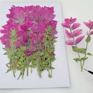 May include: Close-up of pressed pink and green flowers on white paper. The flowers have pink petals and green stems and leaves. A pair of tweezers holds a single stem of the same flower. The image is a close-up of the flowers.