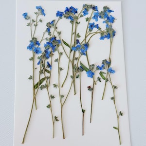Flores de nomeolvides azules secas y prensadas: Materiales para la elaboración de tarjetas y resina (12 unidades)