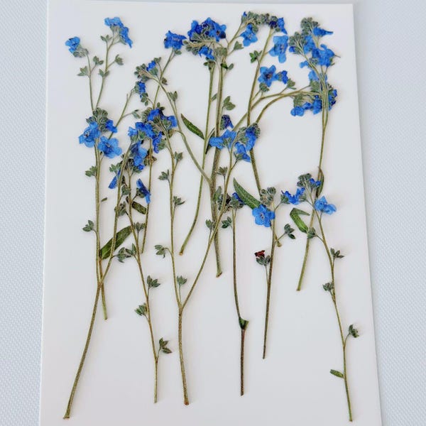 Real Dried pressed Blue Forget-me-not Flowers: Card making, Resin Art Supplies 12pcs