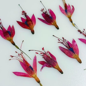Op de afbeelding: Luchtfoto van verschillende gedroogde fuchsia bloemen met levendige roze bloemblaadjes, bruine stelen en blauwe accenten. De bloemen zijn gerangschikt op een witte ondergrond, waarbij hun delicate details worden getoond.