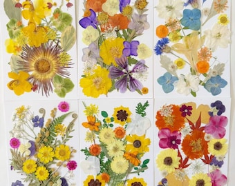 Real Pressed Dried Flowers & Leaves: Resin Art, Bookmarks, Card Making 25PCS
