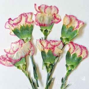 Pressed Dried Carnation Flowers for Card making, Bookmarks, Cake Making, Resin Filler, Frame Decoration, Edible Food Safe Flowers, 12pcs
