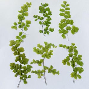 May include: Six sprigs of green maidenhair fern leaves are arranged on a white background. The leaves are small, delicate, and have a fan-like shape. The stems are thin and dark.