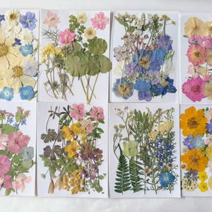 May include: Eight individual cards showcasing pressed flowers in various colors, including yellow, pink, blue, and white. The floral arrangements are diverse, featuring different flower types and leaf structures, all set against a white background.