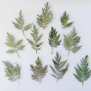 May include: A collection of dried green fern leaves displayed against a white backdrop. The leaves exhibit a delicate, feathery texture and a range of green hues. The arrangement is scattered, showcasing the natural form of the leaves.