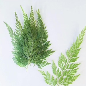 May include: A collection of vibrant green fern fronds with delicate, feathery, and finely divided leaflets. The foliage displays varying shades of green, from deep forest tones to lighter, bright lime hues, arranged in a natural, organic pattern.