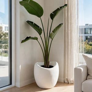 May include: A tall bird of paradise plant with large, broad, dark green leaves and sturdy stems, potted in a rounded, matte white ceramic planter with a smooth, curved silhouette that tapers slightly toward the base.