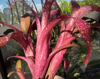 Billbergia ‘The Artist’ bromeliad plant