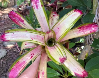 Neoregelia ‘Clara’ bromeliad plant