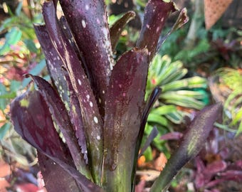 Billbergia bromeliad plant
