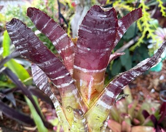 Aechmea chantinii bromeliad plant