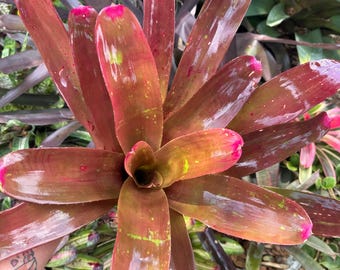 Neoregelia ‘Petra’ bromeliad plant