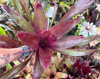 Neoregelia ‘Prince of Darkness’ bromeliad plant