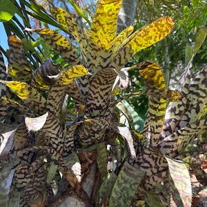 May include: Close-up of a tropical plant with long, patterned leaves. The leaves display a mix of green, yellow, and brown hues, with a zebra-like pattern. The plant is set against a backdrop of other greenery and a bright blue sky.