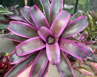 Neoregelia ‘Blue Note’ bromeliad plant