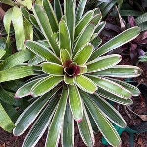 May include: A vibrant green plant with long, pointed leaves edged in white and tipped with pink. The center of the plant features a deep burgundy flower. Other plants are visible in the background, creating a lush, natural scene.