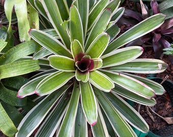 Neoregelia ‘Dr. Jeffrey Block’ bromeliad plant
