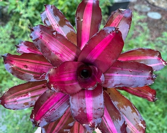 Neoregelia ‘Vino’ bromeliad plant