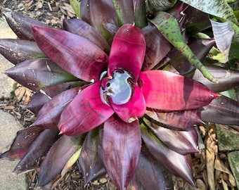 Neoregelia bromeliad plant