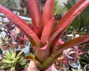 Neoregelia Cruenta Rubra bromeliad plant