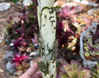 Billbergia ‘Greenpeace’ bromeliad plant