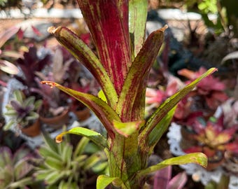 Aechmea nudicaulis ‘Red Brazil’ bromeliad