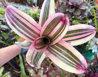 Neoregelia ‘Secret Agent’  bromeliad plant