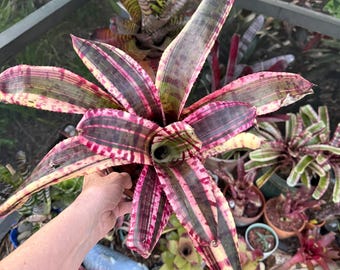 Neoregelia ‘Legacy’ bromeliad plant