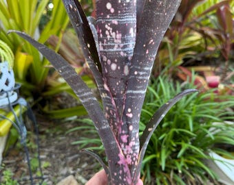 Billbergia ‘Afterglow’