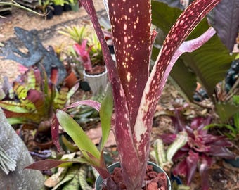 Billbergia ‘La Bamba’