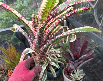 Neoregelia ‘Hypnotic’ bromeliad plant