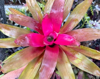 Neoregelia bromeliad plant