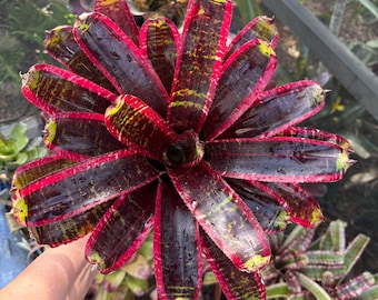 Neoregelia ‘Lucifer’ bromeliad plant