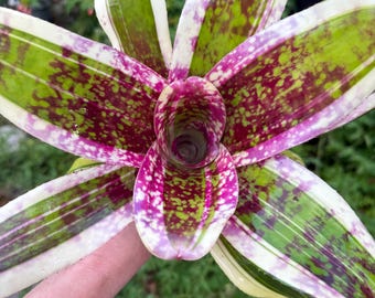 Neoregelia ‘Zodiac’ bromeliad plant