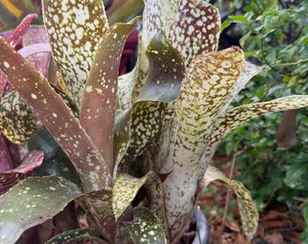 Billbergia ‘Allison Sill’ bromeliad plant